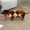 Chaleco Wilson Estampado