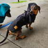 Piloto para lluvia Amsterdam